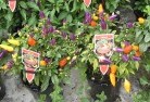 Romainevegetable-gardens-16.jpg; ?>